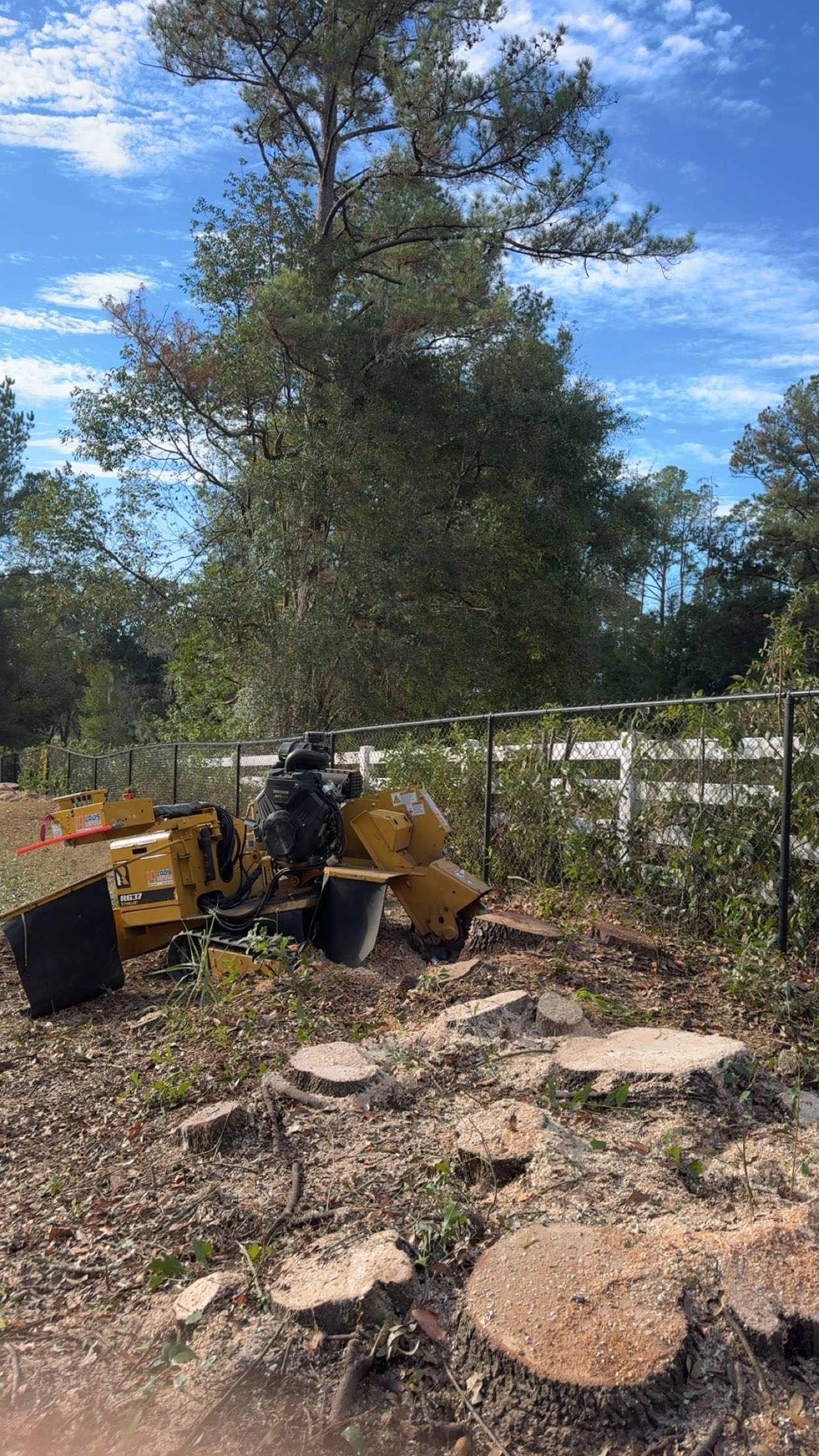 Stump-grinding equipment beside cut tree stumps on Mason’s job site